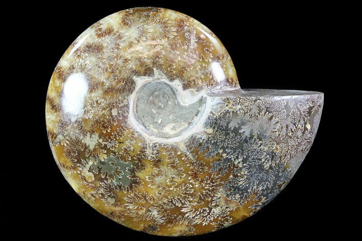 Polished, Agatized Ammonite (Cleoniceras) - Madagascar #72880